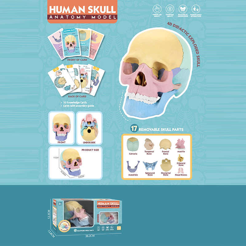 Ігровий набір "Анатомія людини" W 619 (36) розмір: 8,5х14,5х11 см, 10 карток, 17 елементів, в коробці